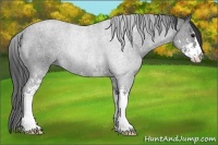 Horse Color:Blue Roan Sabino Rabicano 