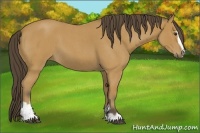 Horse Color:Buckskin Roan Sabino 