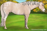Horse Color:Silver Classic Champagne Ice Roan Frame 