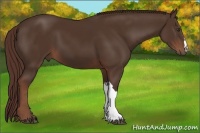 Horse Color:Liver Chestnut 