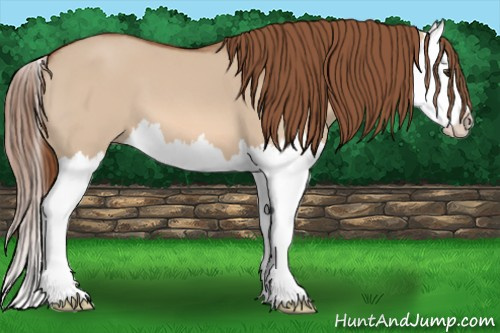 Horse Color: Liver Red Dun Splash 
