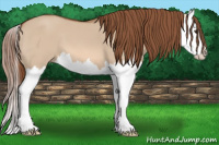 Horse Color:Liver Red Dun Splash 