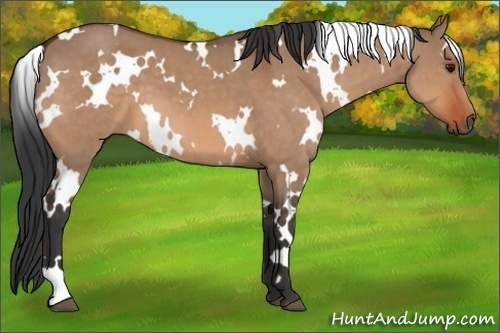 Horse Color: White Spotted Bay Dun 