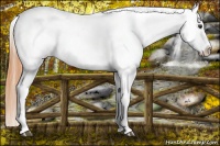Horse Color:Watercolor Red Dun Splash Appaloosa