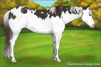Horse Color:White Spotted Liver Chestnut Splash 