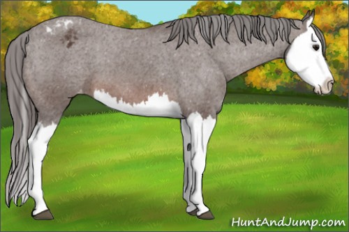 Horse Color: Bay Splash Blanket 