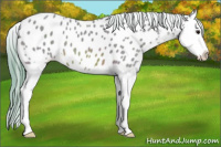 Horse Color:Watercolor Bay Splash Near Leopard 