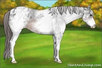 Horse Color:White Spotted Brown Blanket