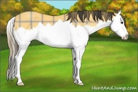 Horse Color:Plaid  Buckskin Splash 