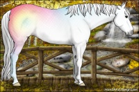 Horse Color:Gray White Spotted Black Splash 