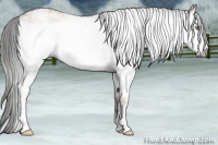 Horse Color:Gray White Spotted Amber Champagne Dun Frame 