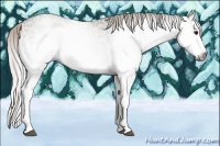 Horse Color:Gray White Spotted Silver Grullo Sabino Splash 