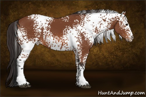 Horse Color: White Spotted Bay 