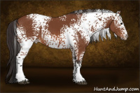 Horse Color:White Spotted Bay 