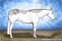 Horse Color:Silver Black Splash Appaloosa 