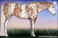 Horse Color:White Spotted Silver Bay 