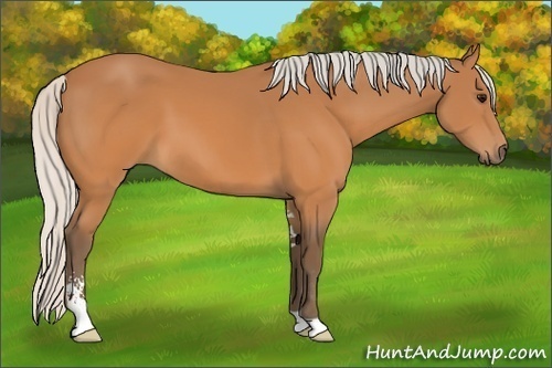 Horse Color: Silver Bay Sabino 