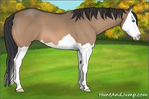 Horse Color: Bay Dun Splash 