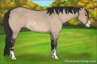 Horse Color:Bay Dun Sabino 