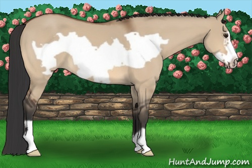 Horse Color: Bay Dun Frame 