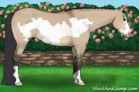 Horse Color:Bay Dun Frame 