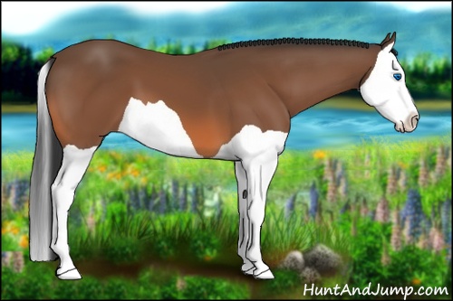 Horse Color: Bay Splash 