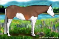 Horse Color:Bay Splash 