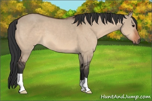 Horse Color: Bay Dun 
