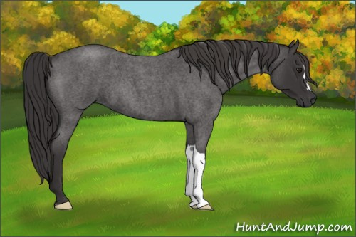 Horse Color: Smoky Blue Roan 