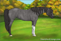 Horse Color:Smoky Blue Roan 