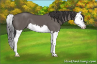 Horse Color:Buckskin Dun Splash