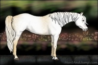Horse Color:Gray Palomino