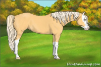 Horse Color:Palomino Splash 
