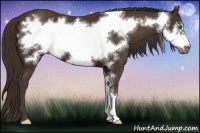 Horse Color:Liver Chestnut Frame