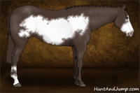 Horse Color:Liver Chestnut Frame 