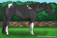 Horse Color:Brown Tobiano 