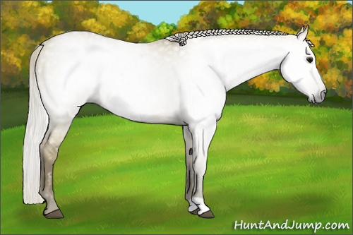 Horse Color:Gray Silver Smoky Grullo 