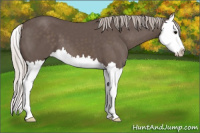 Horse Color:Silver Black Splash 