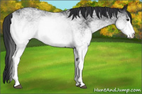 Horse Color:White Spotted Black