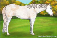 Horse Color:Palomino Ice Pearl Sabino Splash 