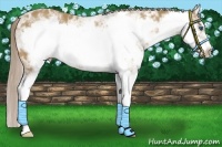 Horse Color:White Spotted Chocolate Palomino Ice Splash Frame 