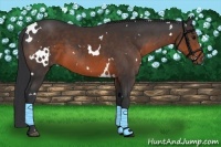 Horse Color:White Spotted Brown 