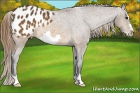 Horse Color:Buckskin Frame Appaloosa 