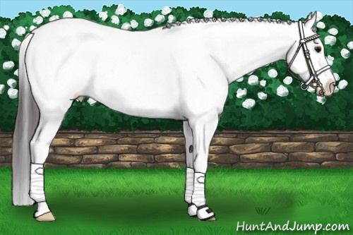 Horse Color: Bay Ice Sabino Splash 