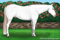 Horse Color:Grullo Pearl Appaloosa Rabicano