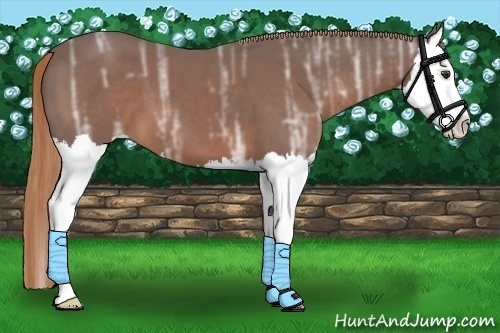 Horse Color: Unknown 