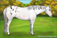 Horse Color:Bay Appaloosa 