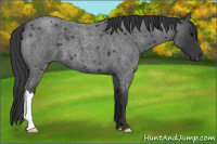 Horse Color:Blue Roan 