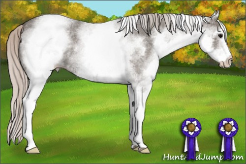 Horse Color: Unknown 