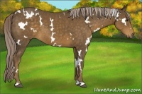 Horse Color:White Spotted Chocolate Palomino 